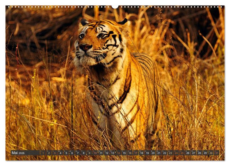 Produktbild: Tiere Indiens close up (Wandkalender 2026 DIN A2 quer), CALVENDO Monatskalender