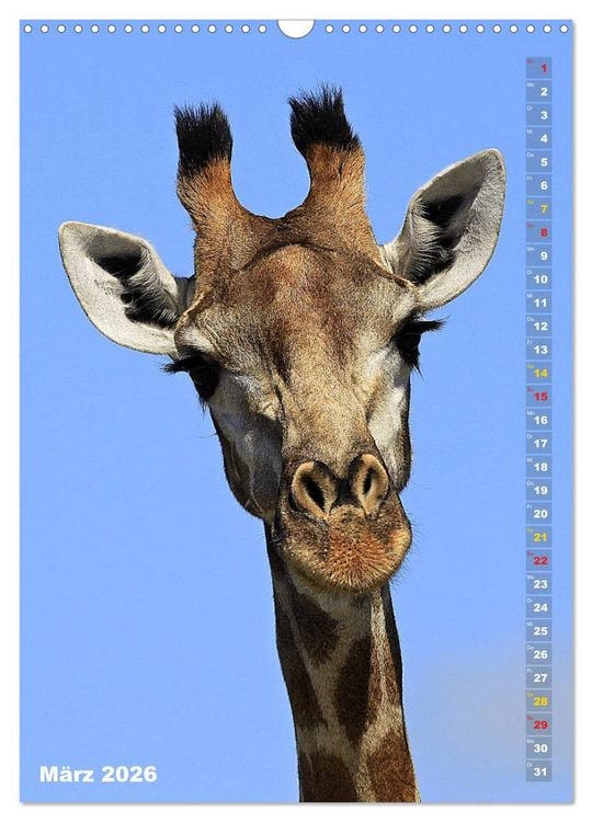 Produktbild: Giraffen - Anmut und Sanftheit (Wandkalender 2026 DIN A3 hoch), CALVENDO Monatskalender
