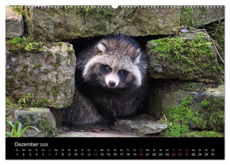 Produktbild: Marderhunde (hochwertiger Premium Wandkalender 2026 DIN A2 quer), Kunstdruck in Hochglanz