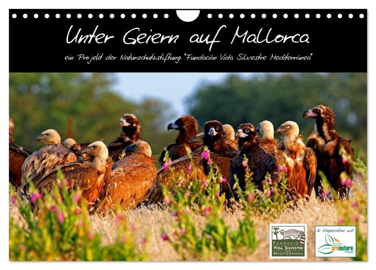 Produktbild: Unter Geiern auf Mallorca: Ein Projekt der Naturschutzstiftung Vida Silvestre Mediterr&aacute;nea (Wandkalender 2026 DIN A4 quer), CALVENDO Monatskalender