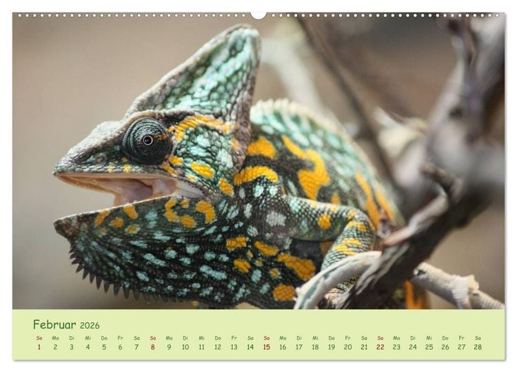 Produktbild: Augenblicke der Cham&auml;leons (hochwertiger Premium Wandkalender 2026 DIN A2 quer), Kunstdruck in Hochglanz