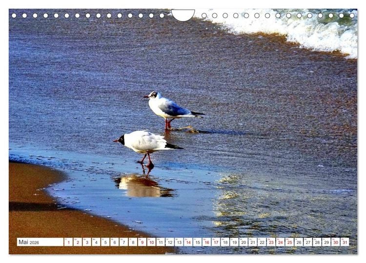 Produktbild: Lachm&ouml;wen an der Ostsee (Wandkalender 2026 DIN A4 quer), CALVENDO Monatskalender