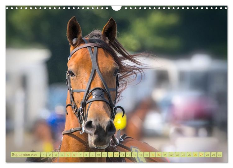 Produktbild: Rennpferde - Gesichter erz&auml;hlen (Wandkalender 2026 DIN A3 quer), CALVENDO Monatskalender