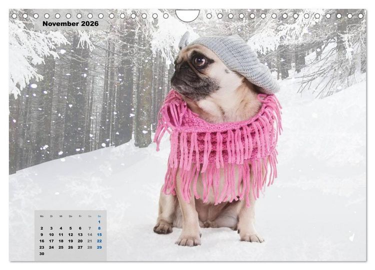 Produktbild: Lillie Mopsgetier - mopsfidel durchs Jahr (Wandkalender 2026 DIN A4 quer), CALVENDO Monatskalender