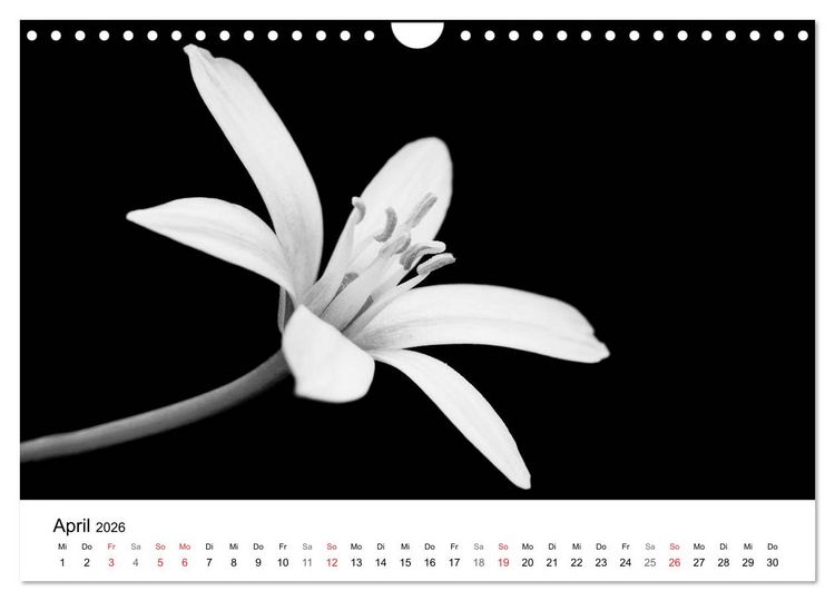 Produktbild: Blumen 2026, Schwarz-Wei&szlig; (Wandkalender 2026 DIN A4 quer), CALVENDO Monatskalender