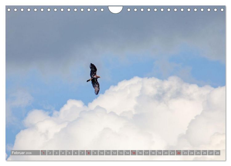 Produktbild: Wir sind die fliegenden Stars (Wandkalender 2026 DIN A4 quer), CALVENDO Monatskalender