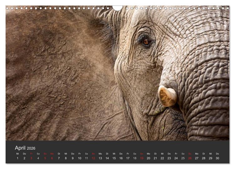 Produktbild: Elefanten - Graue Riesen (Wandkalender 2026 DIN A3 quer), CALVENDO Monatskalender