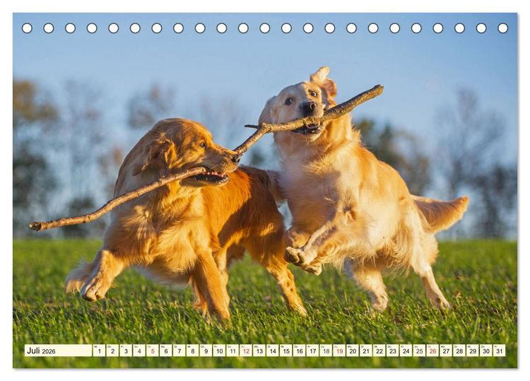 Produktbild: Golden Retriever - Freunde auf 4 Pfoten (Tischkalender 2026 DIN A5 quer), CALVENDO Monatskalender