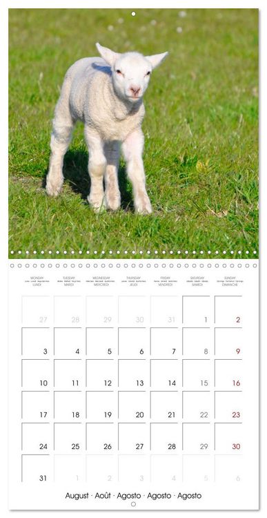 Produktbild: The wonderful world of sheep (Wall Calendar 2026 12 &times; 12 Inch) CALVENDO 12 Month Wall Calendar