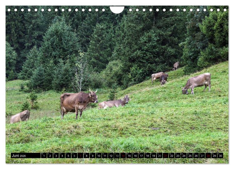 Produktbild: Allg&auml;u - Natur pur (Wandkalender 2026 DIN A4 quer), CALVENDO Monatskalender