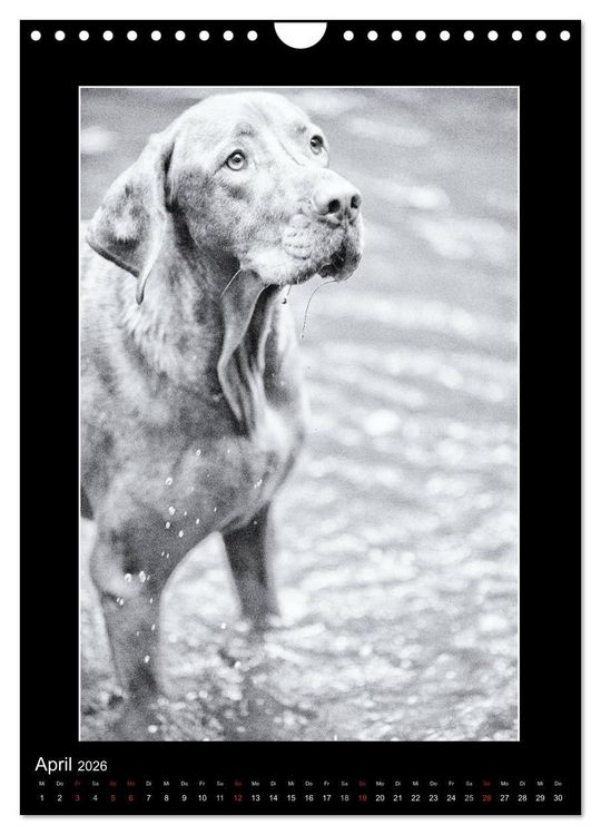 Produktbild: Vizsla-Liebe (Wandkalender 2026 DIN A4 hoch), CALVENDO Monatskalender