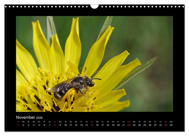 Produktbild: Die Wildbienen Deutschlands (Wandkalender 2026 DIN A3 quer), CALVENDO Monatskalender