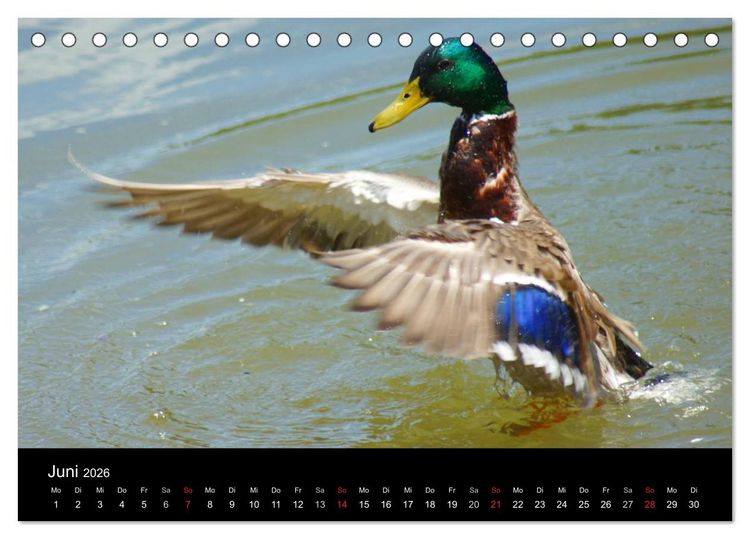 Produktbild: Duck Power (Tischkalender 2026 DIN A5 quer), CALVENDO Monatskalender