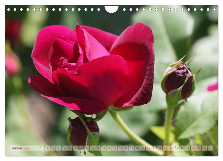 Produktbild: Stolze Rosen (Wandkalender 2026 DIN A4 quer), CALVENDO Monatskalender