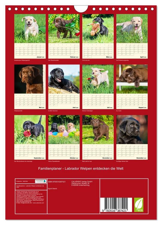Produktbild: Familienplaner - Labrador Welpen entdecken die Welt (Wandkalender 2026 DIN A4 hoch), CALVENDO Monatskalender