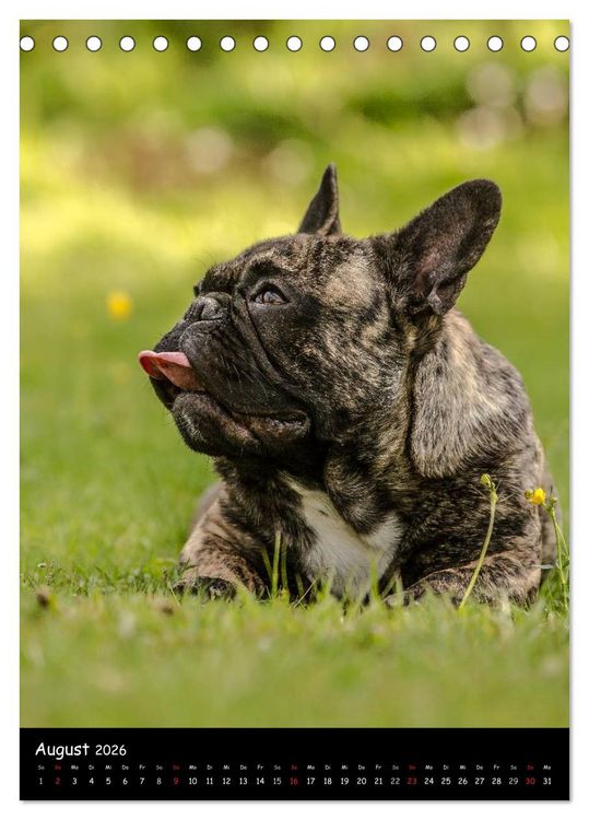 Produktbild: Franz&ouml;sische Bulldoggen - Eine Bully Liebeserk&auml;rung (Tischkalender 2026 DIN A5 hoch), CALVENDO Monatskalender
