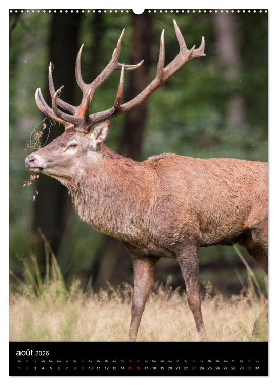 Produktbild: LE CERF EN FRANCE (Calendrier mural 2026 DIN A2 horizontal) calendrier de bureau