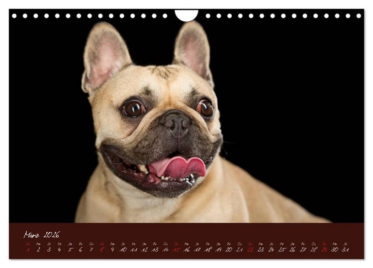 Produktbild: Franz&ouml;sische Bulldoggen (Wandkalender 2026 DIN A4 quer), CALVENDO Monatskalender