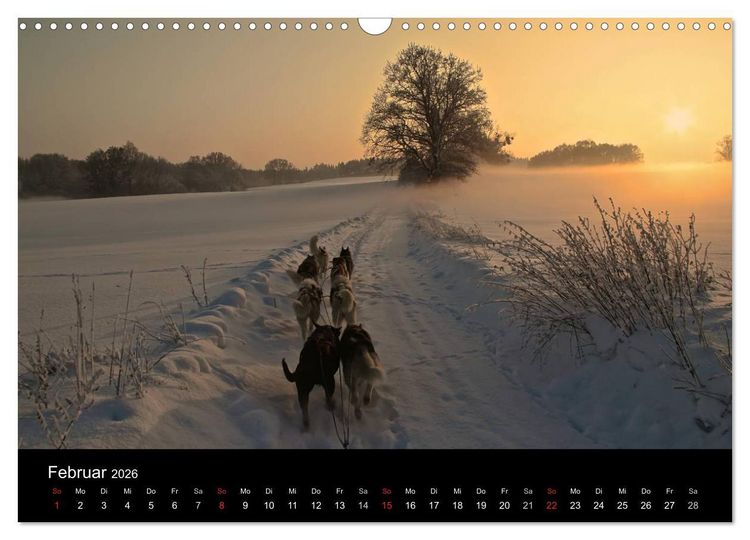 Produktbild: Huskys (Wandkalender 2026 DIN A3 quer), CALVENDO Monatskalender