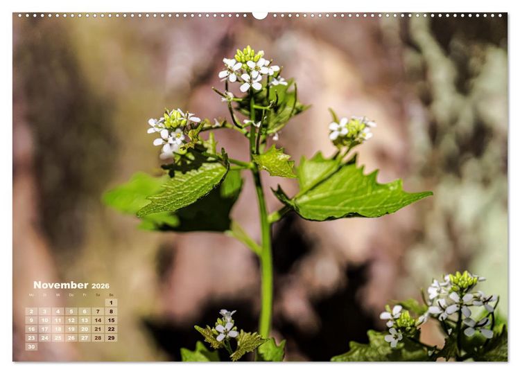 Produktbild: Fr&uuml;hlingstr&auml;ume in Wei&szlig; (Wandkalender 2026 DIN A2 quer), CALVENDO Monatskalender