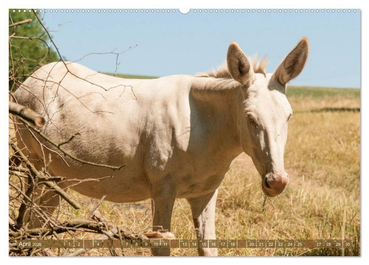 Produktbild: Lichtbringer - &Ouml;sterreichisch-Ungarische Barockesel (hochwertiger Premium Wandkalender 2026 DIN A2 quer), Kunstdruck in Hochglanz