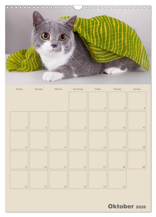 Produktbild: Britisch Kurzhaar Katzen - Planer (Wandkalender 2026 DIN A3 hoch), CALVENDO Monatskalender