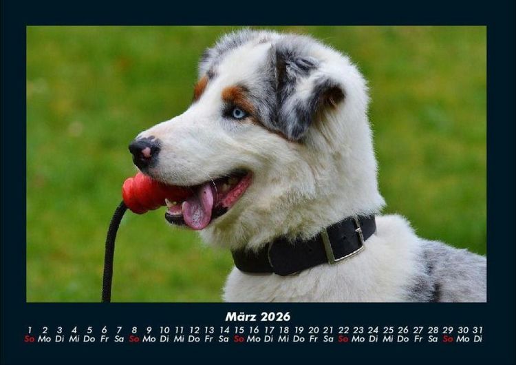 Produktbild: Der Hundekalender 2026 Fotokalender DIN A4