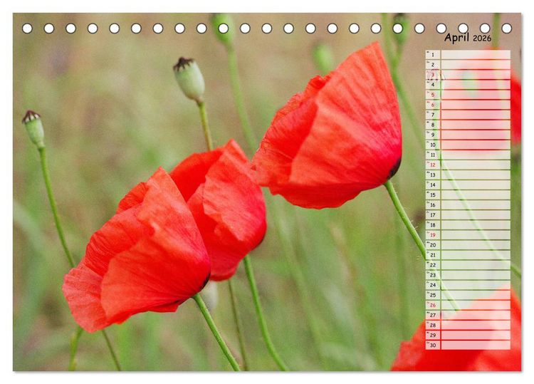 Produktbild: Klatschmohn im Feld (Tischkalender 2026 DIN A5 quer), CALVENDO Monatskalender