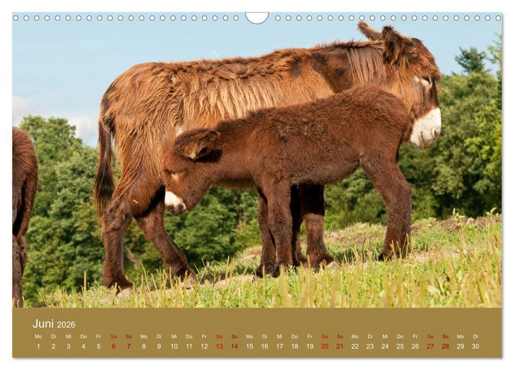 Produktbild: Baudet de Poitou - Seltene franz&ouml;sische Langohren (Wandkalender 2026 DIN A3 quer), CALVENDO Monatskalender