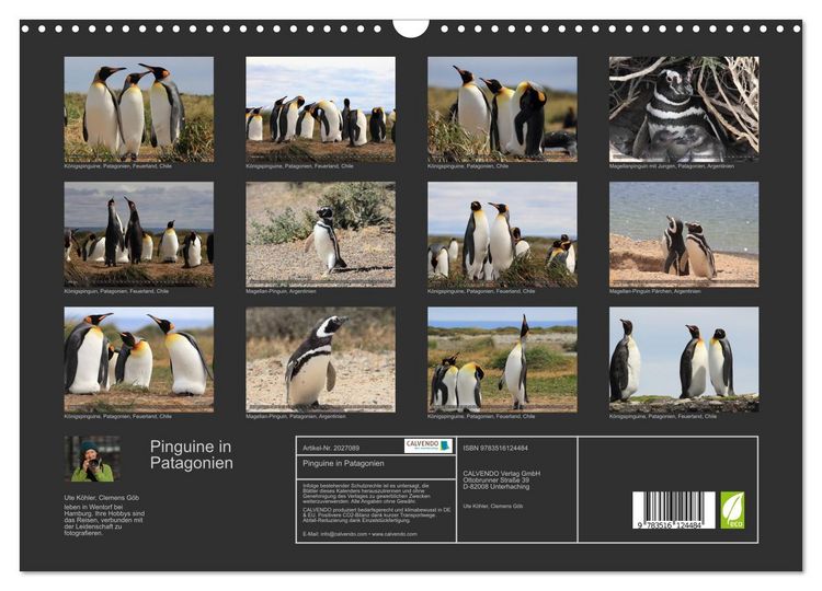 Produktbild: Pinguine in Patagonien (Wandkalender 2026 DIN A3 quer), CALVENDO Monatskalender