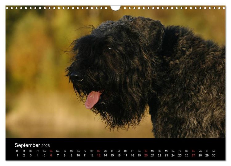Produktbild: Bouvier des Flandres (Wandkalender 2026 DIN A3 quer), CALVENDO Monatskalender