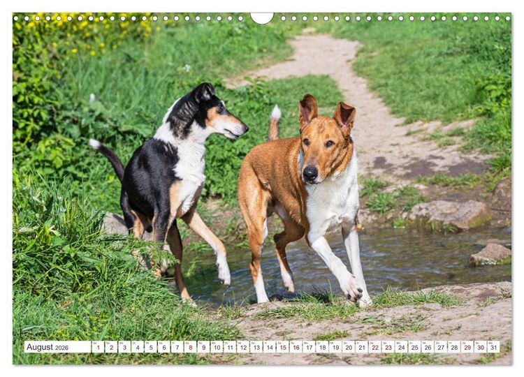 Produktbild: Ein Freund f&uuml;rs Leben - Smooth Collie (Wandkalender 2026 DIN A3 quer), CALVENDO Monatskalender
