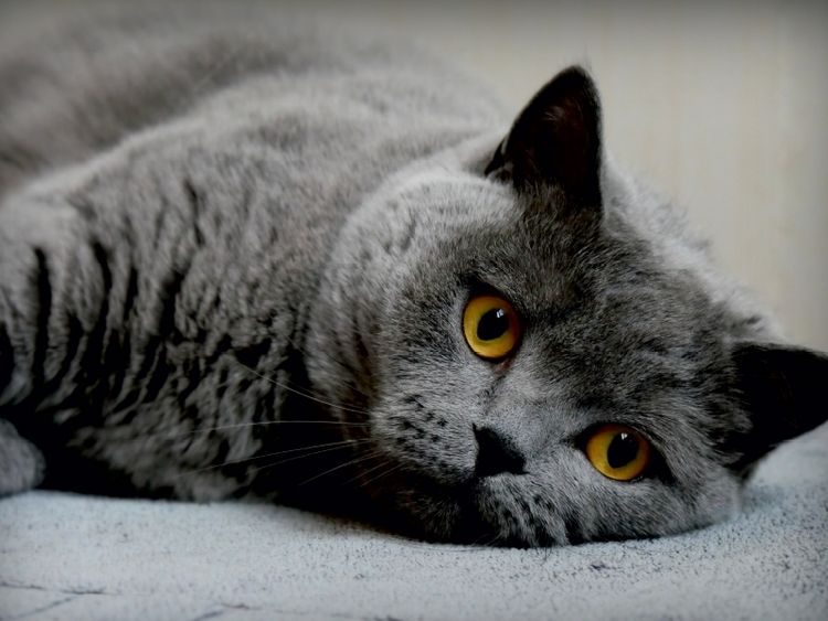 Produktbild: CALVENDO Puzzle Britischkurzhaar Katze. Ein Motiv aus dem Kalender GRAUE ENGEL 1000 Teile Puzzle quer | 1000 Teile Lege-Gr&ouml;&szlig;e 64 &times; 48 cm Foto-Puzzle f&uuml;r gl&uuml;ckliche Stunden