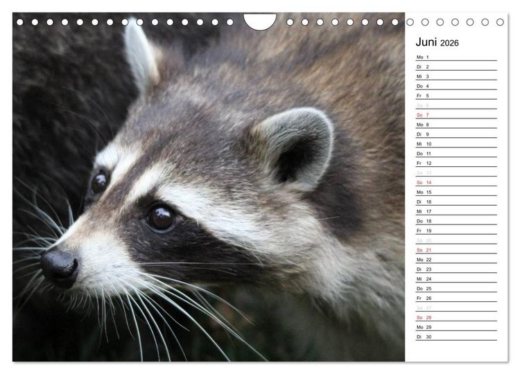 Produktbild: Der kleine R&auml;uber mit Maske - Waschb&auml;ren (Wandkalender 2026 DIN A4 quer), CALVENDO Monatskalender