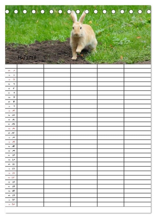 Produktbild: Meerschweinchen und Kaninchen Familienplaner (Tischkalender 2026 DIN A5 hoch), CALVENDO Monatskalender
