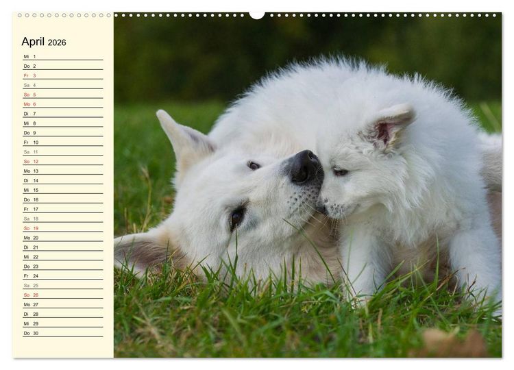 Produktbild: Wei&szlig;er Schweizer Sch&auml;ferhund - Ein Tag im Leben einer Hundefamilie (hochwertiger Premium Wandkalender 2026 DIN A2 quer), Kunstdruck in Hochglanz
