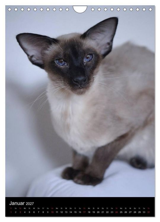 Produktbild: Orientalische Katzen 2027 (Wandkalender 2027 DIN A4 hoch), CALVENDO Monatskalender