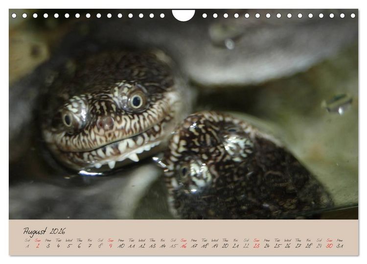 Produktbild: Turtles and Tortoise / UK-Version (Wall Calendar 2026 DIN A4 landscape), CALVENDO 12 Month Wall Calendar