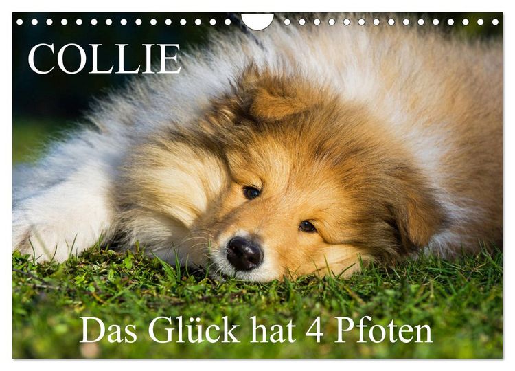 Produktbild: Collie - Das Gl&uuml;ck hat 4 Pfoten (Wandkalender 2026 DIN A4 quer), CALVENDO Monatskalender