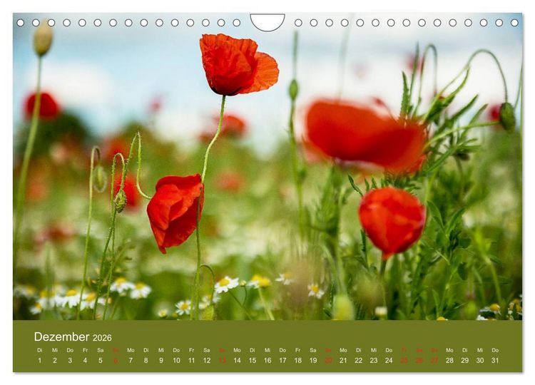 Produktbild: Mohnblumen Romantik (Wandkalender 2026 DIN A4 quer), CALVENDO Monatskalender