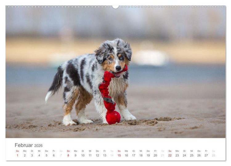 Produktbild: Australian Shepherd 2026 (hochwertiger Premium Wandkalender 2026 DIN A2 quer), Kunstdruck in Hochglanz