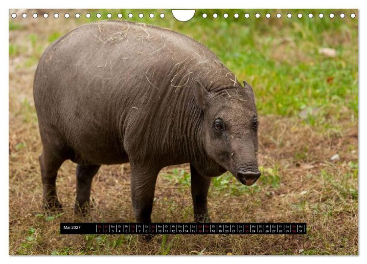 Produktbild: Schweinereien (Wandkalender 2027 DIN A4 quer), CALVENDO Monatskalender