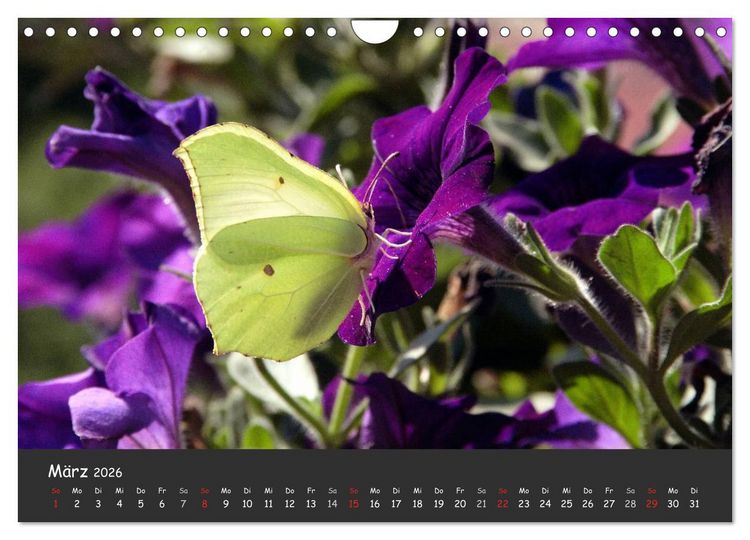 Produktbild: Wundersch&ouml;ne Schmetterlinge (Wandkalender 2026 DIN A4 quer), CALVENDO Monatskalender