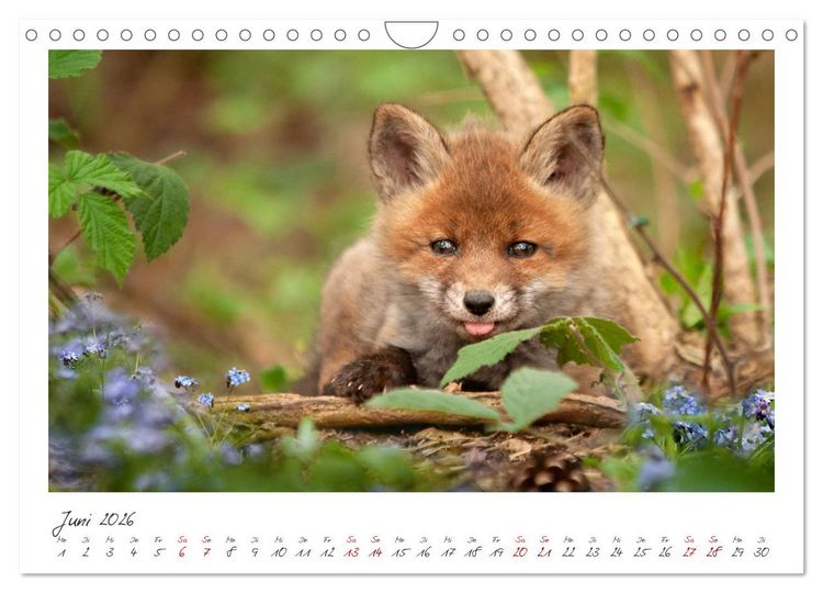 Produktbild: F&uuml;chse - zauberhafte Seelen (Wandkalender 2026 DIN A4 quer), CALVENDO Monatskalender