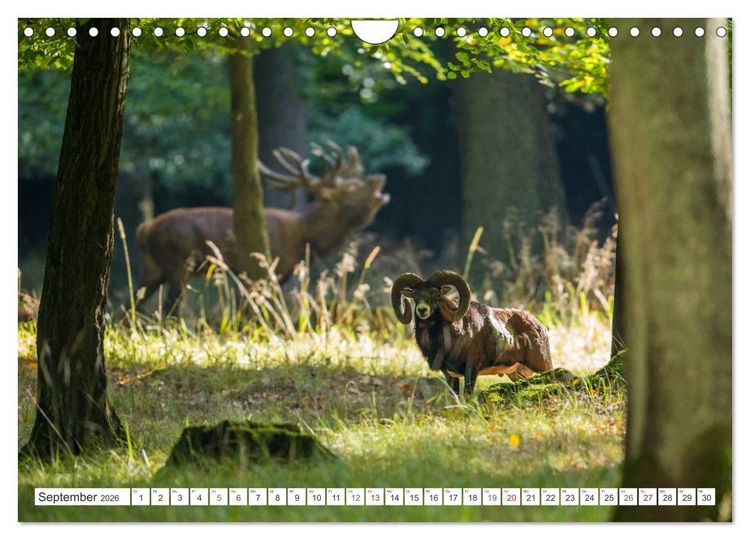 Produktbild: Emotionale Momente: Muffelwild. (Wandkalender 2026 DIN A4 quer), CALVENDO Monatskalender