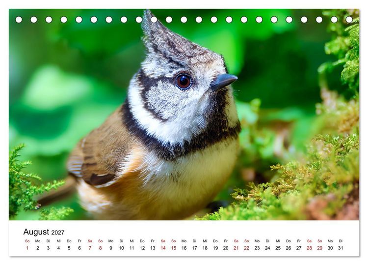 Produktbild: Federleicht - Das geheime Leben der Meisen (Tischkalender 2027 DIN A5 quer), CALVENDO Monatskalender