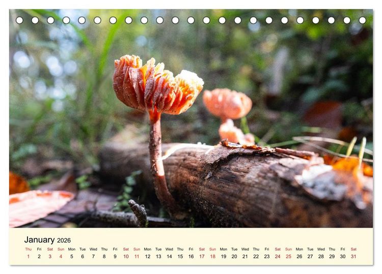 Produktbild: Whispers Beneath the Forest's Moss Mushrooms (Desk Calendar 2026 DIN A5 landscape), CALVENDO 12 Month DeskCalendar