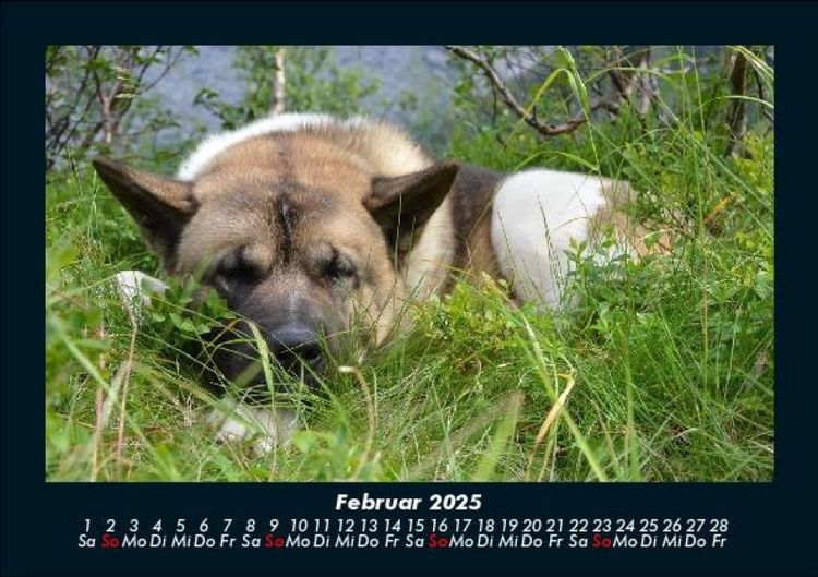 Produktbild: Der Hundekalender 2025 Fotokalender DIN A5