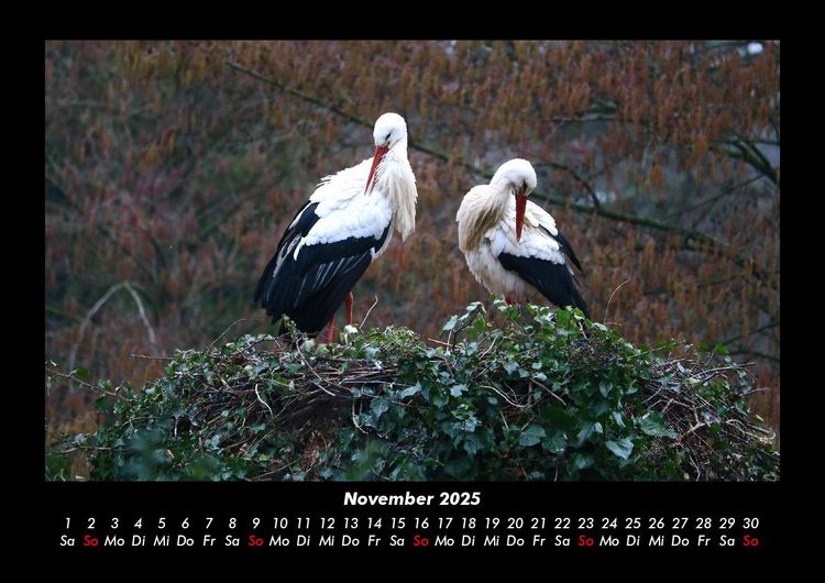 Produktbild: Welt der V&ouml;gel 2025 Fotokalender DIN A3