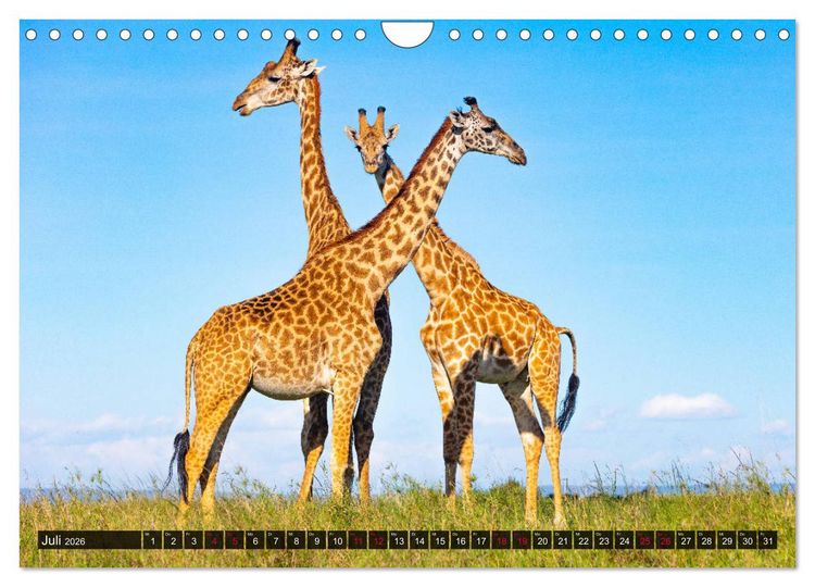 Produktbild: Safari Afrika (Wandkalender 2026 DIN A4 quer), CALVENDO Monatskalender